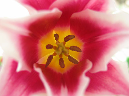 The first in a series of macro shots from our garden. This weekend we had a bunch of tulips open up in the sunlight.