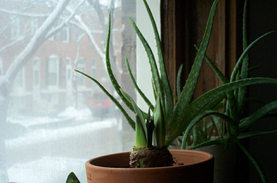 Aloe plants and snowfall.