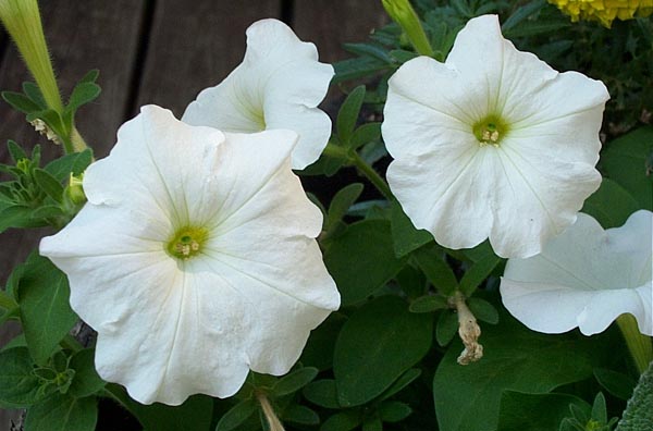 from the pots on her deck.