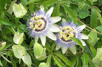 ...growing on a bush outside Little Havana.