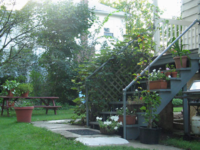 The back porch stairs. The grapevine is heavy with fruit and the plants are all happy there.