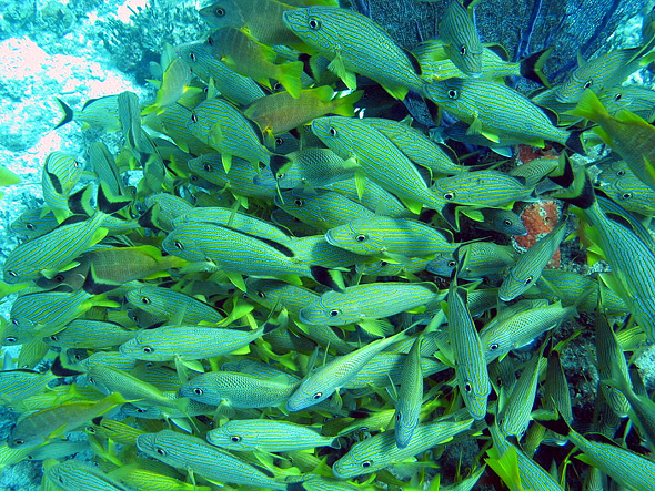 Clouds and clouds of fish floating in the current.