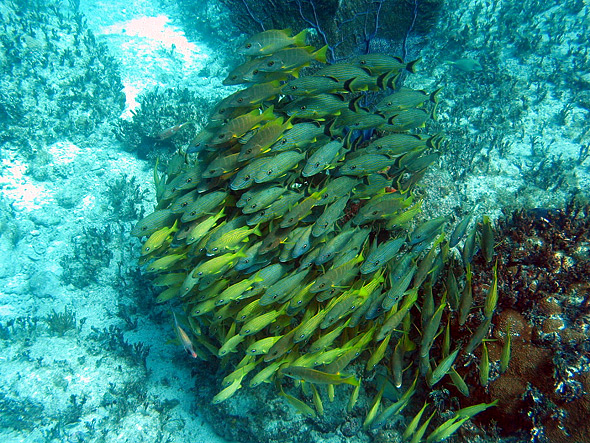 More huge schools of fish