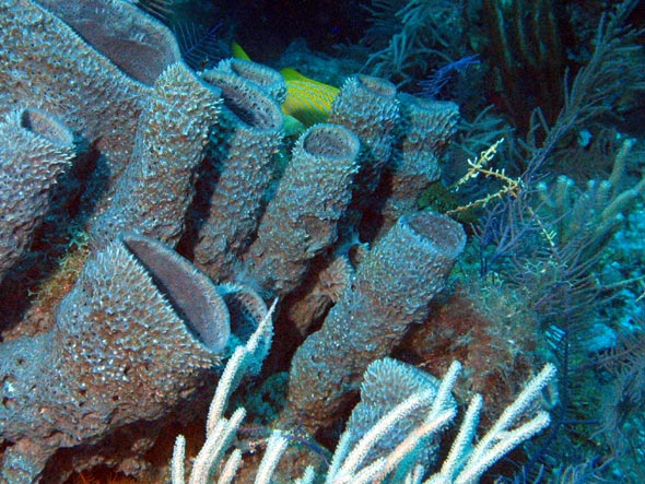 During a drift dive. These coral are about three feet high.