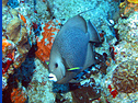 Huge queen angelfish Huge queen angelfish