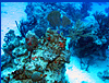 coral heads coral heads
