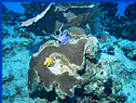 Very colorful coral heads Very colorful coral heads
