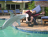 I am attacked by a hammerhead I am attacked by a hammerhead