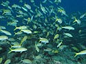 Swarms of fish Swarms of fish