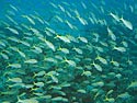 More schooling behavior More schooling behavior